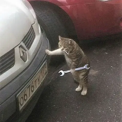 Ảnh đại diện cá nhân mèo dí dỏm với râu mép nhỏ đáng yêu