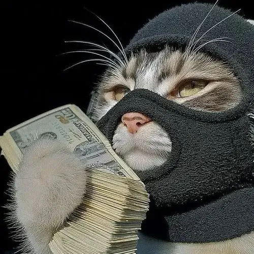 Hình đại diện cute mèo dí dỏm bên bộ lông sáng mượt