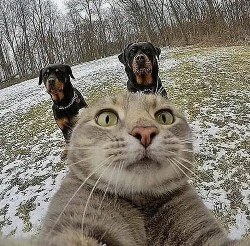 80+ ảnh Avatar Mèo Hài Bựa đem đến điểm nhấn tinh nghịch cho hồ sơ của bạn