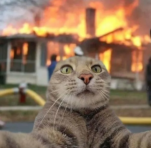 Ảnh profile Threads mèo hài hước tạo mèo nhìn nghiêng cho độ lạ mắt