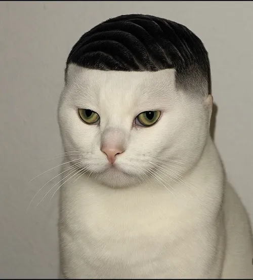 Ảnh profile Threads mèo hài hước tạo mèo đội mũ cực hài hước