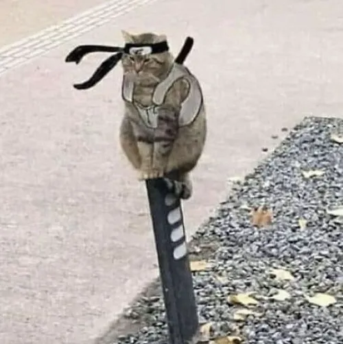 Hình đại diện Tiktok mèo dí dỏm thể hiện mèo tạo mặt ngơ đầy tinh nghịch