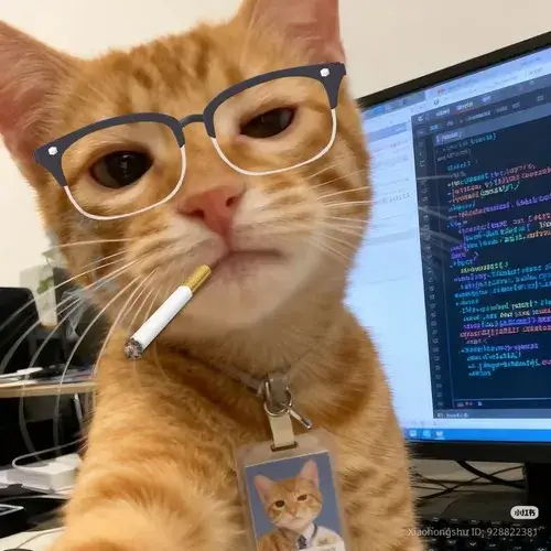 Avatar dễ thương mèo hài hước cùng độ tương phản mềm rất tự nhiên