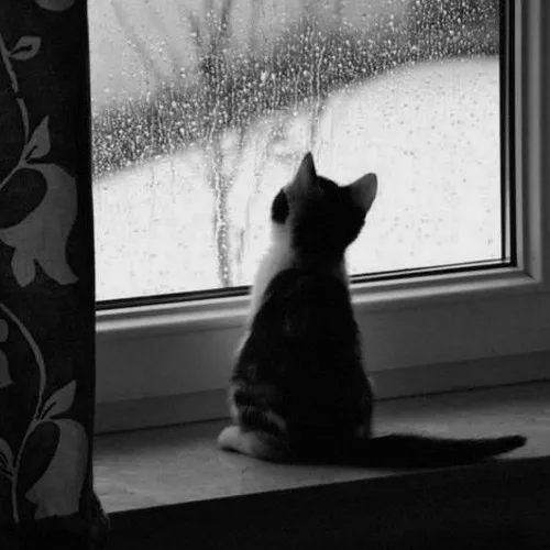 Ảnh cá nhân mèo buồn có ánh sáng tự nhiên hắt ngang tăng độ mềm