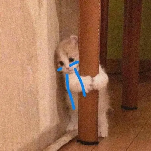 Ảnh hiển thị mèo ướt mắt dùng bố cục nửa khung cho cảm xúc tinh tế