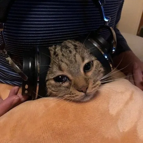 Hình đại diện ngầu mèo rưng rưng kiểu ảnh kiểu soft tăng âm sắc trầm