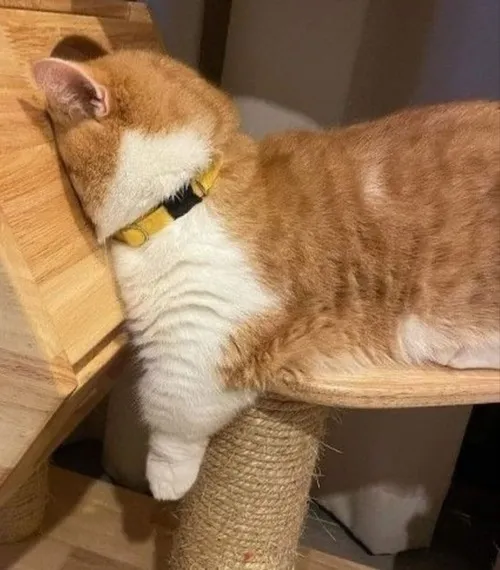 Ảnh đại diện cá nhân mèo buồn pha biểu cảm chibi khiến ảnh tội nghiệp hơn