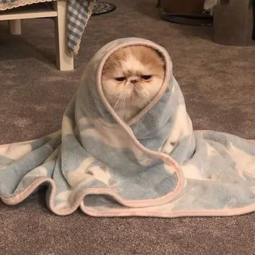 Hình đại diện cute mèo khóc nhẹ trên nền tối mờ dịu