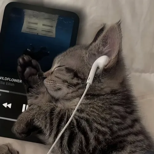 Hình profile cute mèo sụt sùi gợi avatar thú cưng đầy cảm xúc