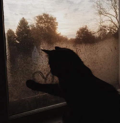 Hình profile mèo khóc nhẹ với bố cục hơi nghiêng rất dịu dàng