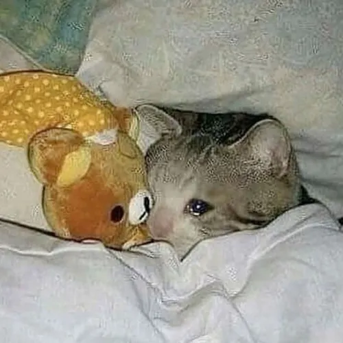 Ảnh đại diện mèo khóc lộ ánh nhìn van nài dưới tiêu cự gần tinh tế