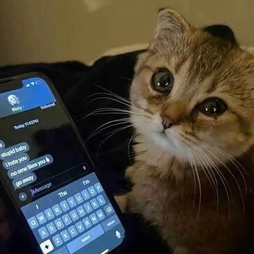 Ảnh avatar Facebook mèo sụt sùi dùng tông lạnh dịu khiến cảm xúc sâu hơn