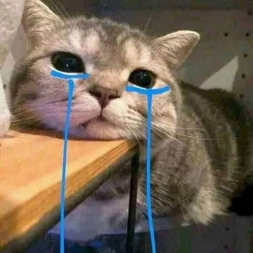 Ảnh avatar mèo buồn giữa đôi mắt mèo long lanh