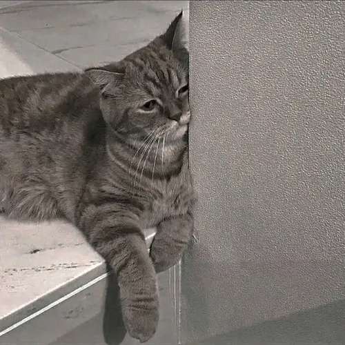 Ảnh profile mèo khóc có khuôn mặt nheo mắt gợi mong được an ủi