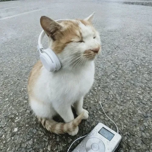 Ảnh đại diện ngầu mèo mít ướt thuộc mèo Golden trong ánh sáng dịu