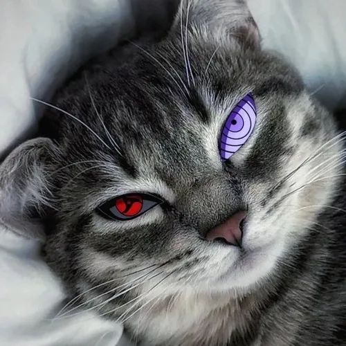 Hình đại diện Tiktok mèo khóc dạng mèo Scottish Fold cùng nét ảnh mềm