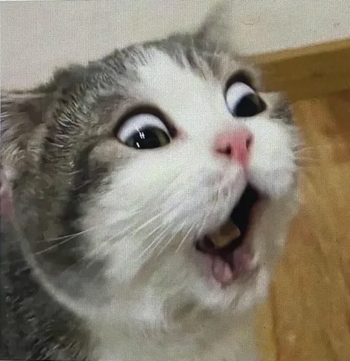 Avatar dễ thương mèo buồn của mèo Ba Tư mang ánh nhìn mềm lòng người