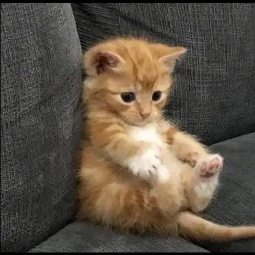 Hình avatar cute mèo rưng rưng giống mèo Anh lông ngắn giữa nền pastel