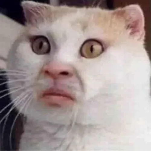 Bộ sưu tập ảnh đại diện mèo ngáo khiến ai nhìn cũng bật cười ngay lập tức