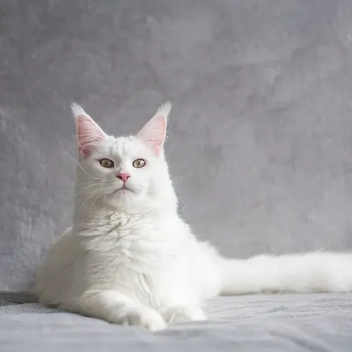 Lý do ảnh profile mèo ngáo đang thành trào lưu mạnh trên mạng xã hội