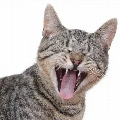 Ảnh trang cá nhân mèo ngáo quay ngang khoe tia sáng tự nhiên và biểu cảm lệch