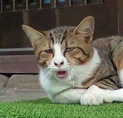 Ảnh cá nhân mèo dở hơi nheo mắt phồng má với độ tương phản cao