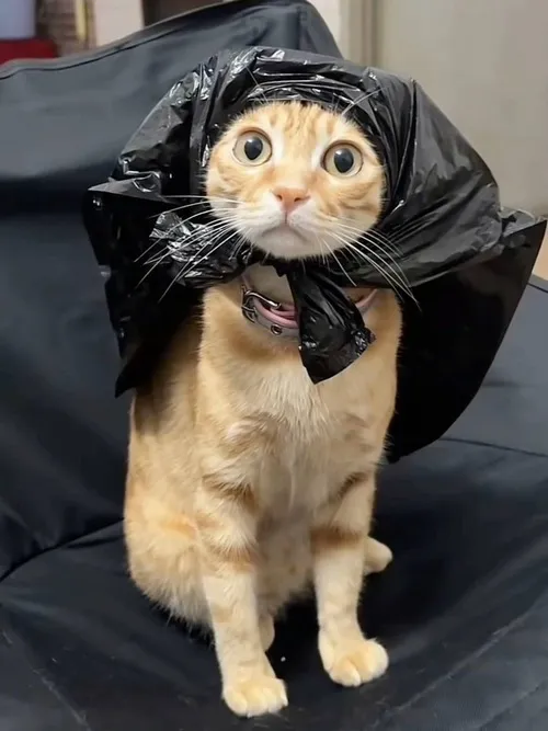 Ảnh profile Threads mèo ngáo nhoi đầu khỏi hộp tạo phối cảnh gần siêu vui