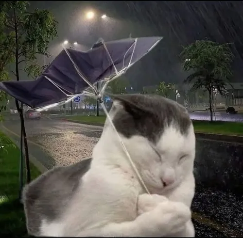 Ảnh đại diện cá nhân mèo dở hơi đảo mắt nhanh khoe thần thái lệch nhịp