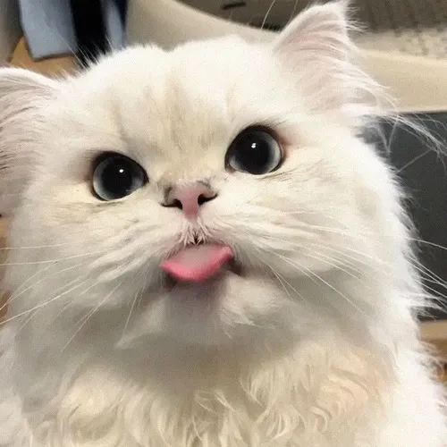 Hình đại diện ngầu mèo ngáo dang chân lệch phô dáng ngồi kỳ lạ rất hài