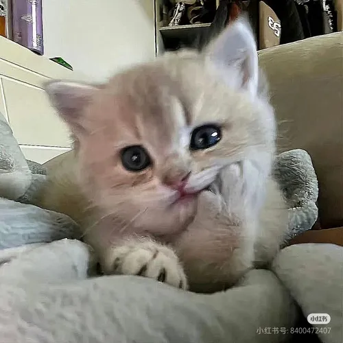 Ảnh avatar mèo ngáo chu môi lệch với độ méo biểu cảm rõ rệt