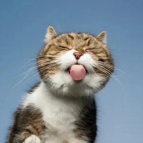 Hình đại diện cute mèo khù khờ che mặt chân trước trong ảnh meme tinh nghịch