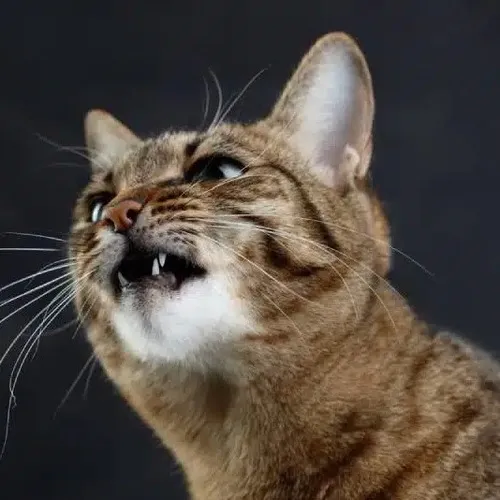 Ảnh avatar Facebook mèo ngáo lật mặt bất ngờ hé ria méo đáng yêu