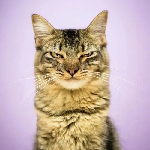 Ảnh profile mèo ngáo co chân ngồi lệch giữa phong cách vui mộc mạc