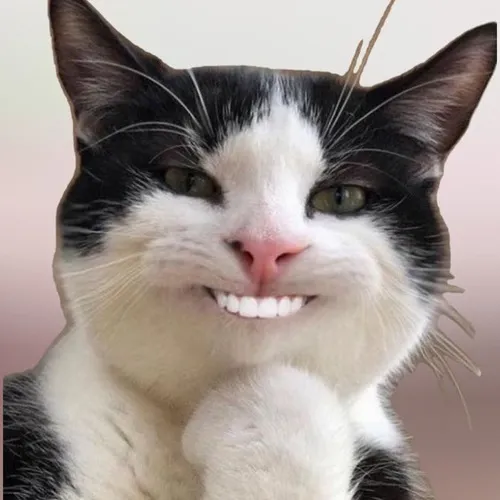 100+ ảnh Avatar Mèo Ngáo Ngơ gương mặt đờ đẫn khiến ai nhìn cũng bật cười