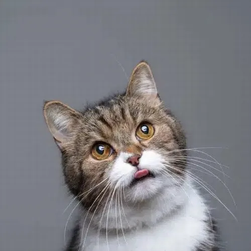 Ảnh hiển thị mèo lơ đãng đứng thẳng hai chân lộ dáng mèo và sự ngáo