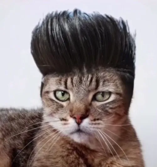 Avatar Instagram mèo ngáo cong miệng lệch và đôi mắt trợn rất ngộ