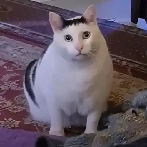 Hình đại diện Tiktok mèo ngơ xoay đầu 45° tạo biểu cảm méo mó thú vị