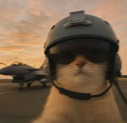 Hướng dẫn chọn bố cục và ánh sáng cho một ảnh profile mèo ngáo chuẩn vui