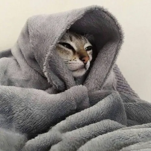 Ảnh profile mèo ngầu hợp với người thích gu tối giản nhưng vẫn mạnh mẽ