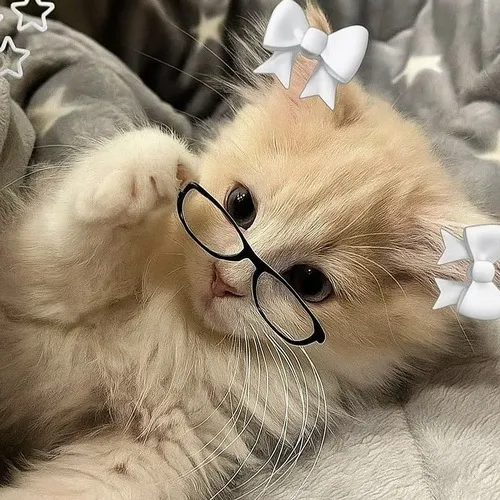 Ảnh trang cá nhân mèo ngầu ngồi thẳng gọn lộ dáng cảnh giác cực cuốn