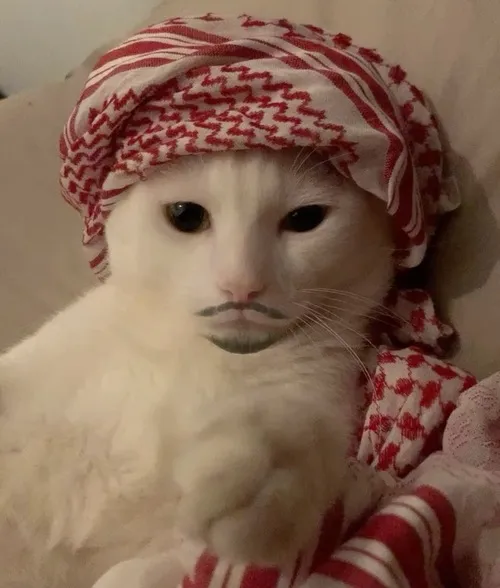 Ảnh avatar Facebook mèo Dubai ngầu liếc xuống trong phông nền tối đầy khí chất