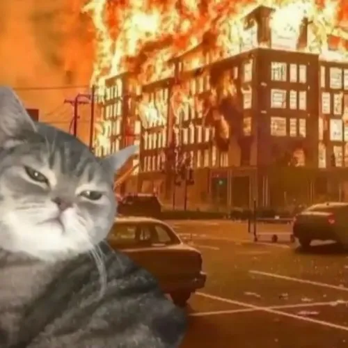 Bộ ảnh đại diện mèo ngầu giúp hồ sơ của bạn chất hơn mà không cần lộ mặt