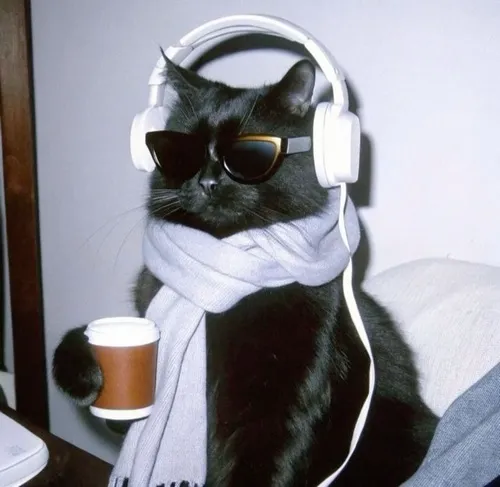 Hình avatar cute mèo ngầu nghe nhạc khoanh chân trước lộ bộ móng sắc nét