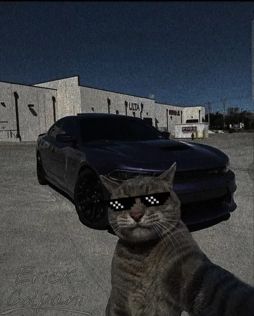 Ảnh đại diện ngầu mèo chất rọi vàng nhẹ phô biểu cảm trầm