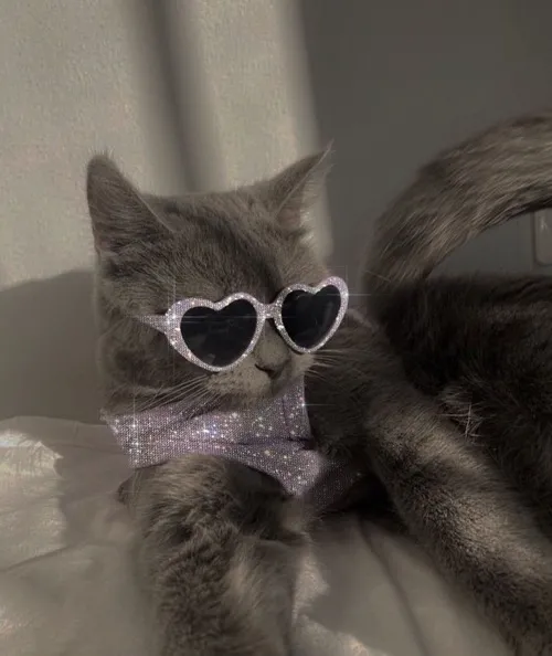 Hình đại diện cute mèo lạnh liếc ngang tạo mood lạnh lùng tự nhiên