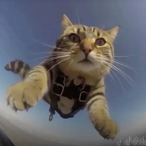 Avatar Instagram mèo ngầu đặt chân trước tạo tạo dáng đầy uy lực