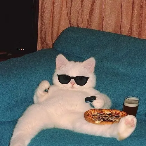 Ảnh hiển thị mèo lạnh nghiêng dáng giữa phụ kiện đi kèm