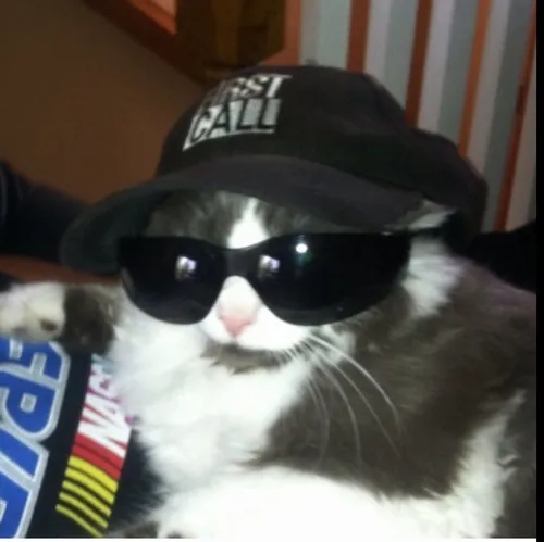 Hình đại diện ngầu mèo lạnh phô bộ lông tông tối cực sang