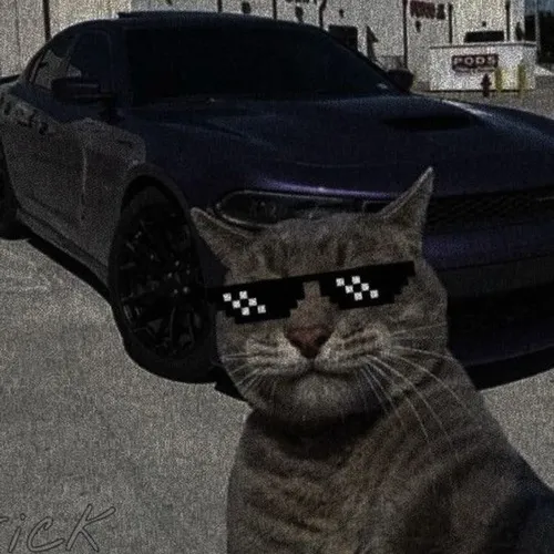 Ảnh profile Threads mèo ngầu Anh lông ngắn liếc mạnh tạo phong cách trầm