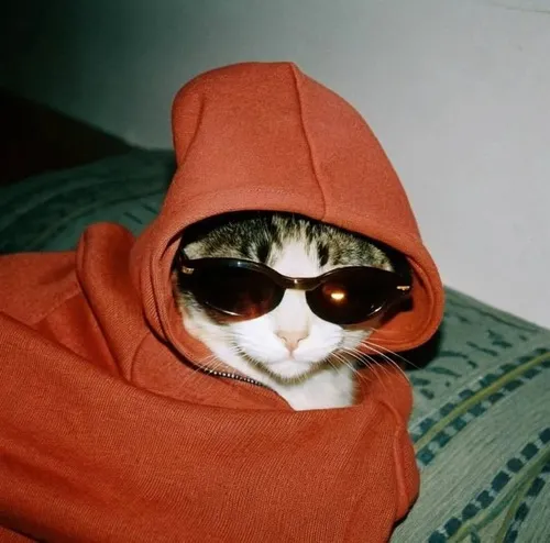 Hình đại diện Tiktok mèo ngầu Scottish xoay nửa mặt lộ tai mèo nổi bật